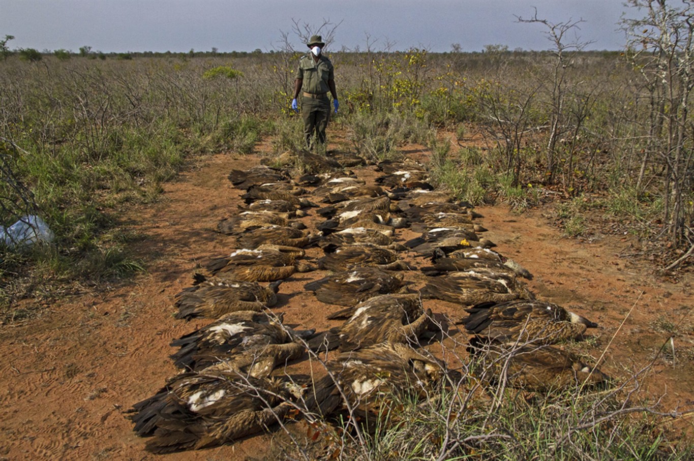 Poachers target Africa's lions, vultures with poison - 680 NEWS
