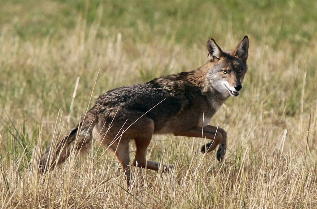 Coyote killing contest in Ontario prompting calls for province to shut it down - Vimarsana News
