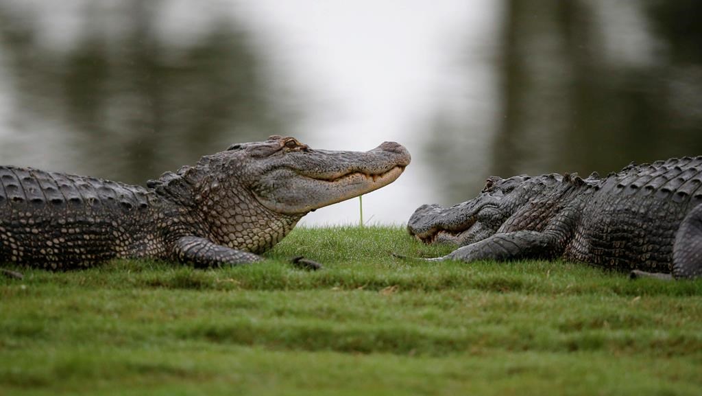 Judge blocks California&#39;s alligator ban after Louisiana sues