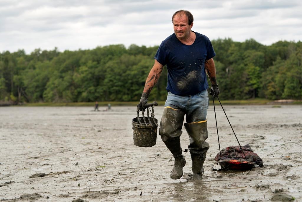 Clammers digging through pandemic, but shellfish are fewer - Vimarsana News