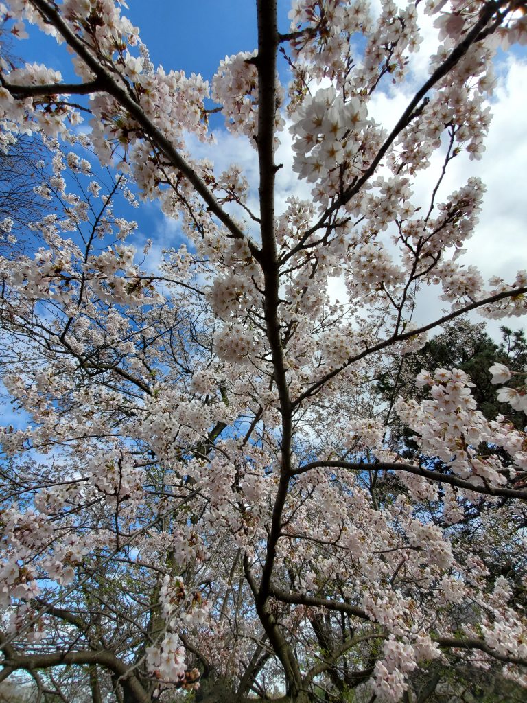 High Park Open For Spring People Discouraged From Visiting For Cherry Blossoms Tory 680 News